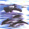 Whale and dolphin watching